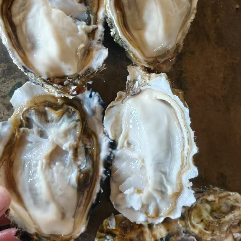 精品生蚝乳山生蚝大量有货量大从优产地直发