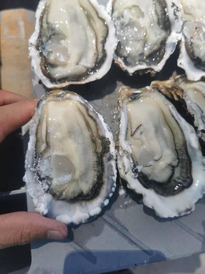 精品生蚝乳山生蚝大量有货量大从优产地直发