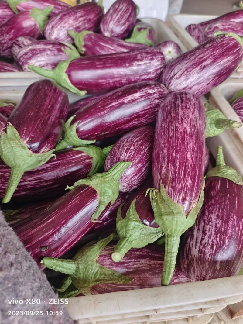 花茄（贵妃茄）冷棚无籽烧烤茄，外皮光亮，肉质紧密鲜嫩