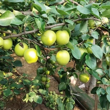梨