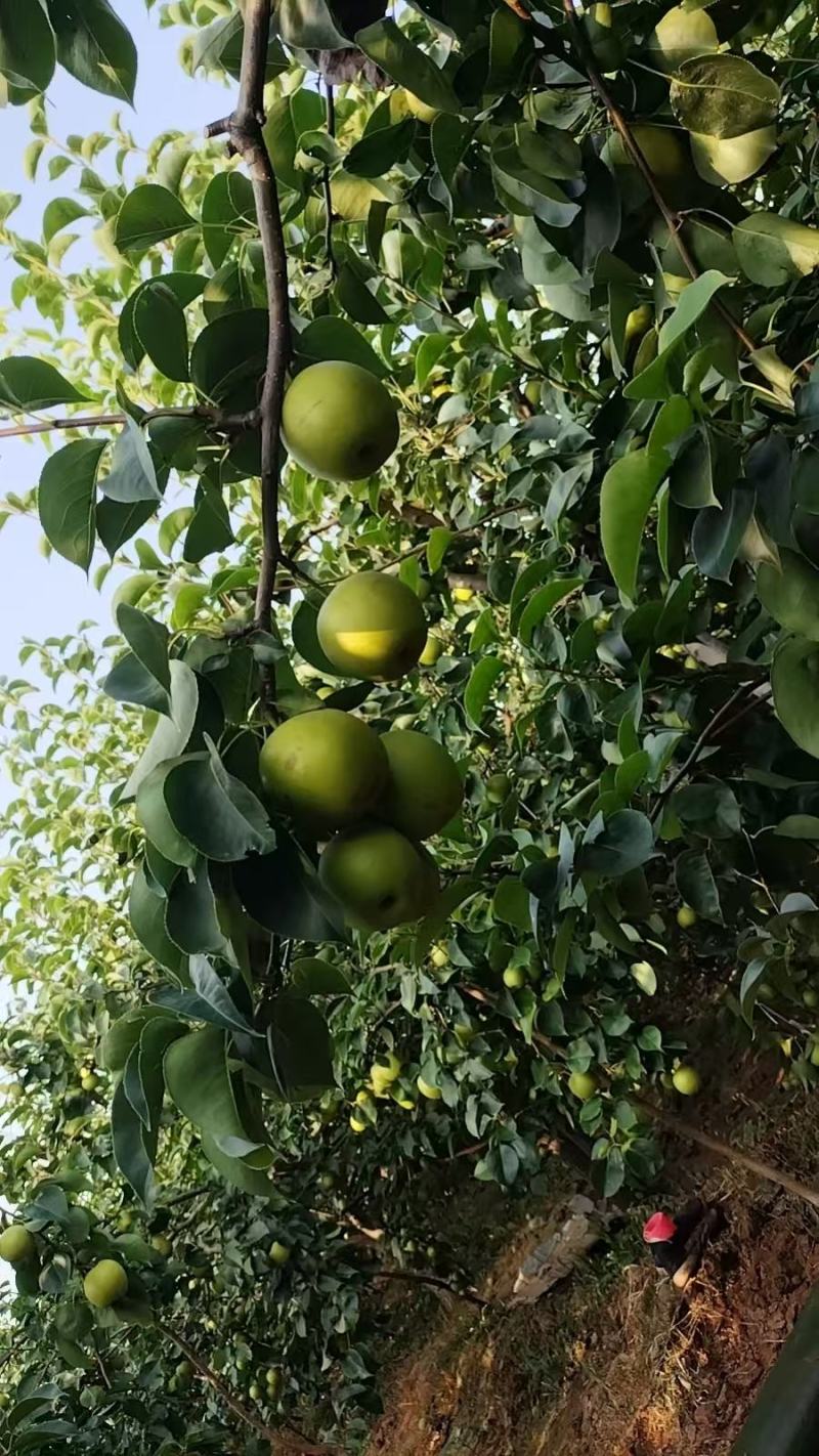 梨