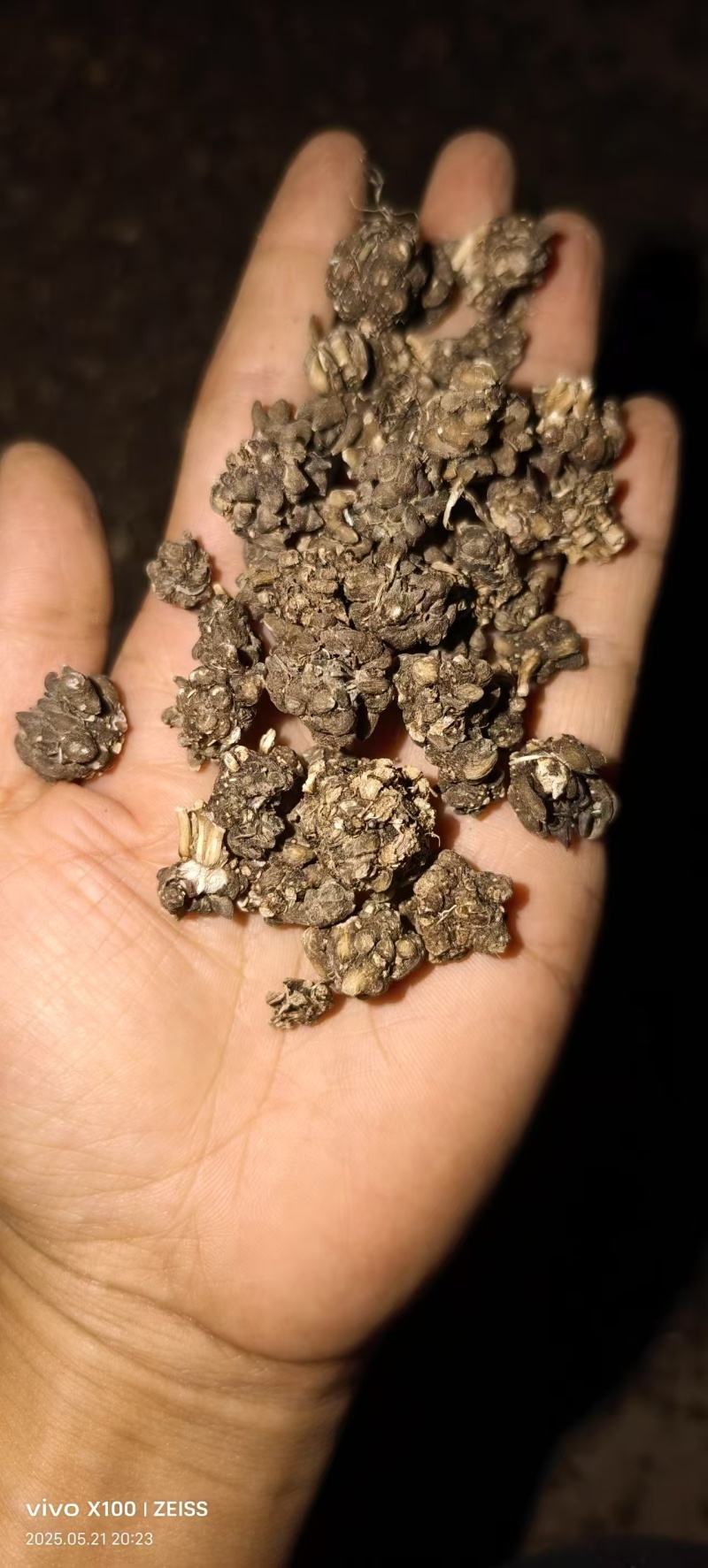 猫爪草统货批发支持代发1000克