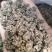 猫爪草，精品野生猫爪草，快递包邮