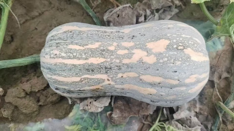 【实力推荐】金香南瓜大量有货规格齐全量大从优欢迎咨询