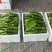 301泡椒苏椒5号电商货龙椒线椒大量供应中一手货源