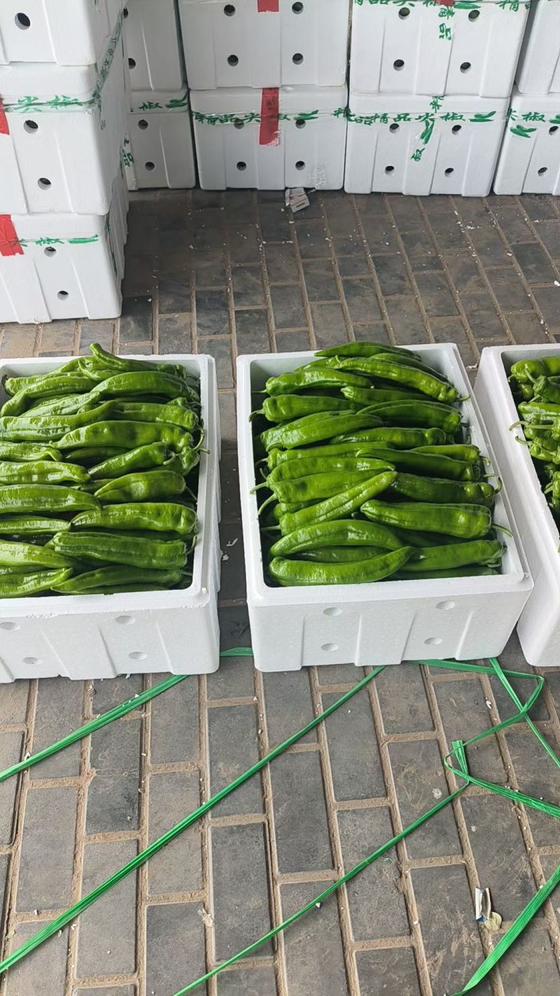 301泡椒苏椒5号电商货龙椒线椒大量供应中一手货源