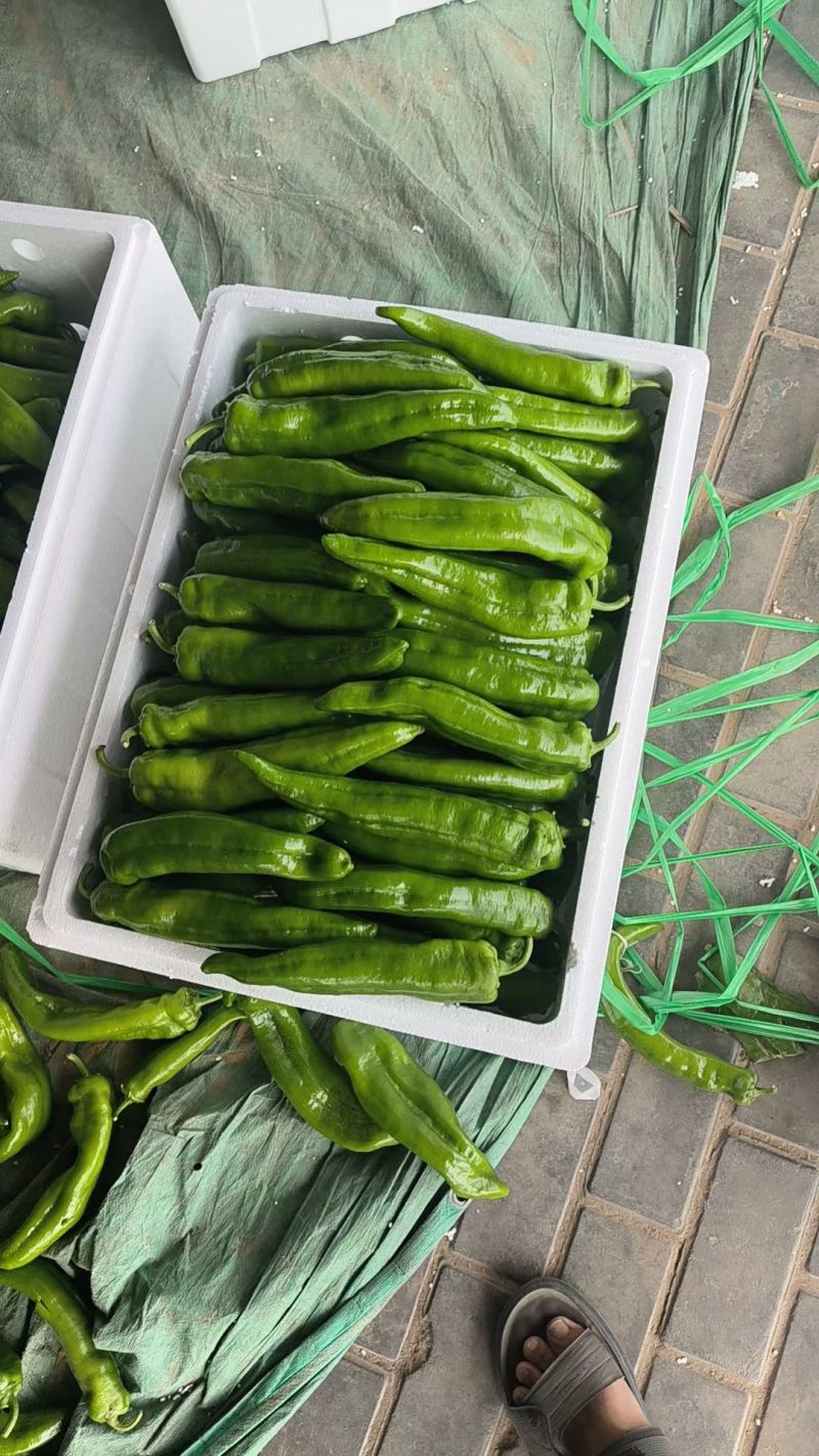 301泡椒苏椒5号电商货龙椒线椒大量供应中一手货源