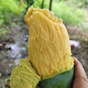 桂七