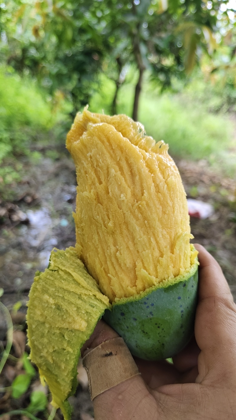 桂七