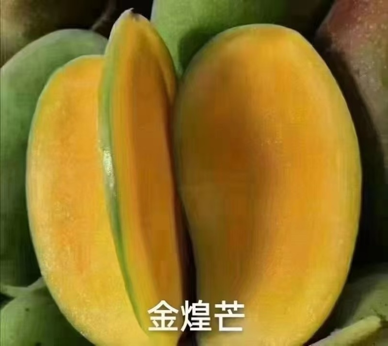 金皇芒