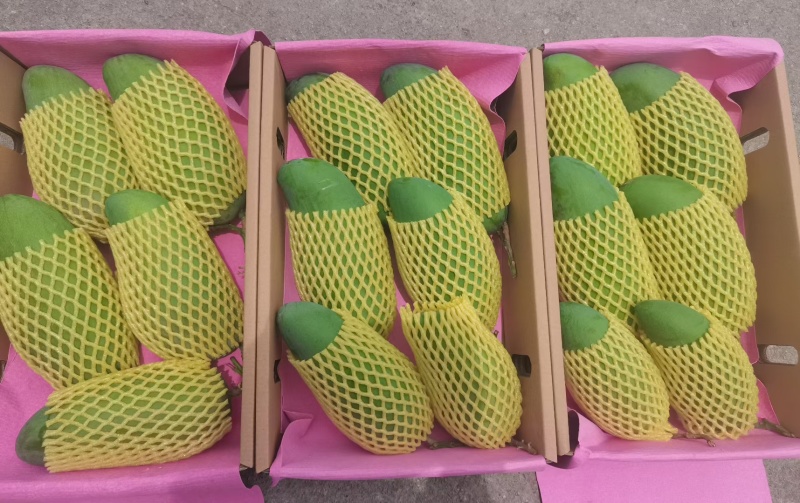 金皇芒