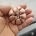 金乡县马集太空蒜种有需要的联系我