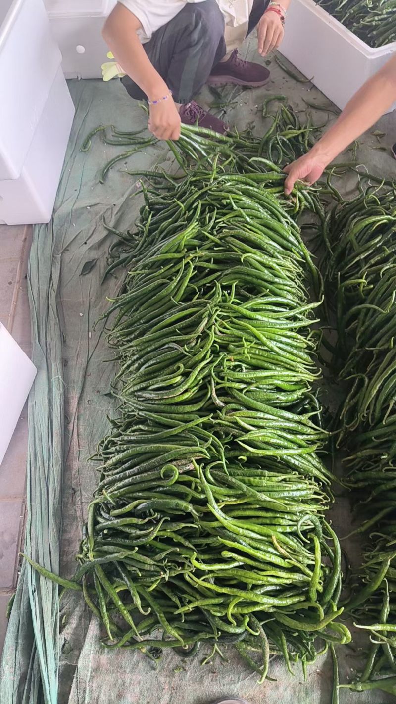 线椒产地直销量大质优价格优惠支持视频看货欢迎采购
