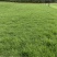 马拉尼草坪种植基地场地直发货大量有货供应……