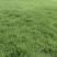 马拉尼草坪种植基地场地直发货大量有货供应……