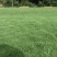 马拉尼草坪种植基地场地直发货大量有货供应……