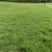 马拉尼草坪种植基地场地直发货大量有货供应……