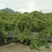 广东潮汕甜油甘柿丙甜余甘果牛甘果榨汁果自家果园
