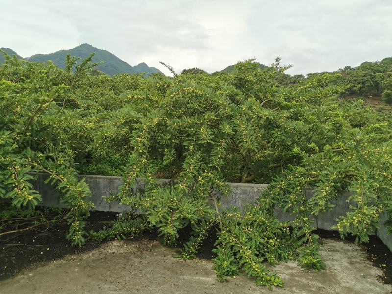 广东潮汕甜油甘柿丙甜余甘果牛甘果榨汁果自家果园