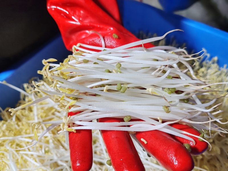 贵阳绿豆芽大量现货厂家直发量大从优欢迎订购