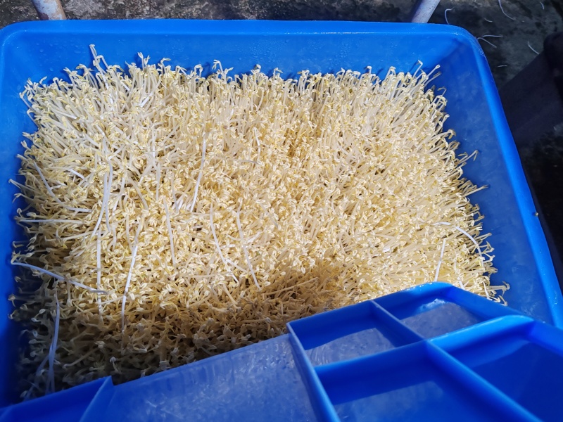 贵阳绿豆芽大量现货厂家直发量大从优欢迎订购