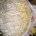 贵阳绿豆芽大量现货厂家直发量大从优欢迎订购