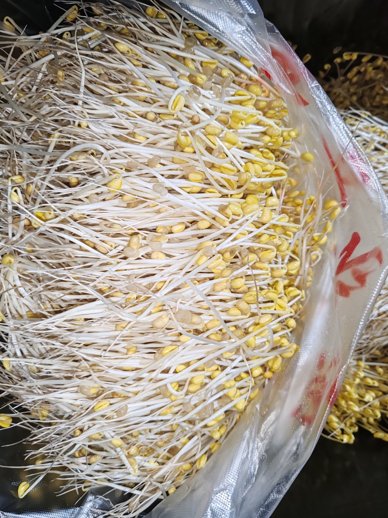 贵阳绿豆芽大量现货厂家直发量大从优欢迎订购