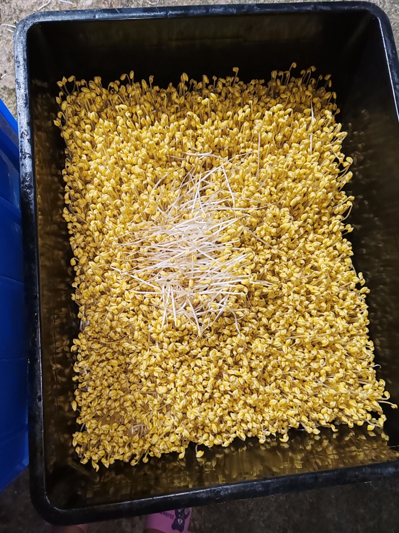 贵阳绿豆芽大量现货厂家直发量大从优欢迎订购