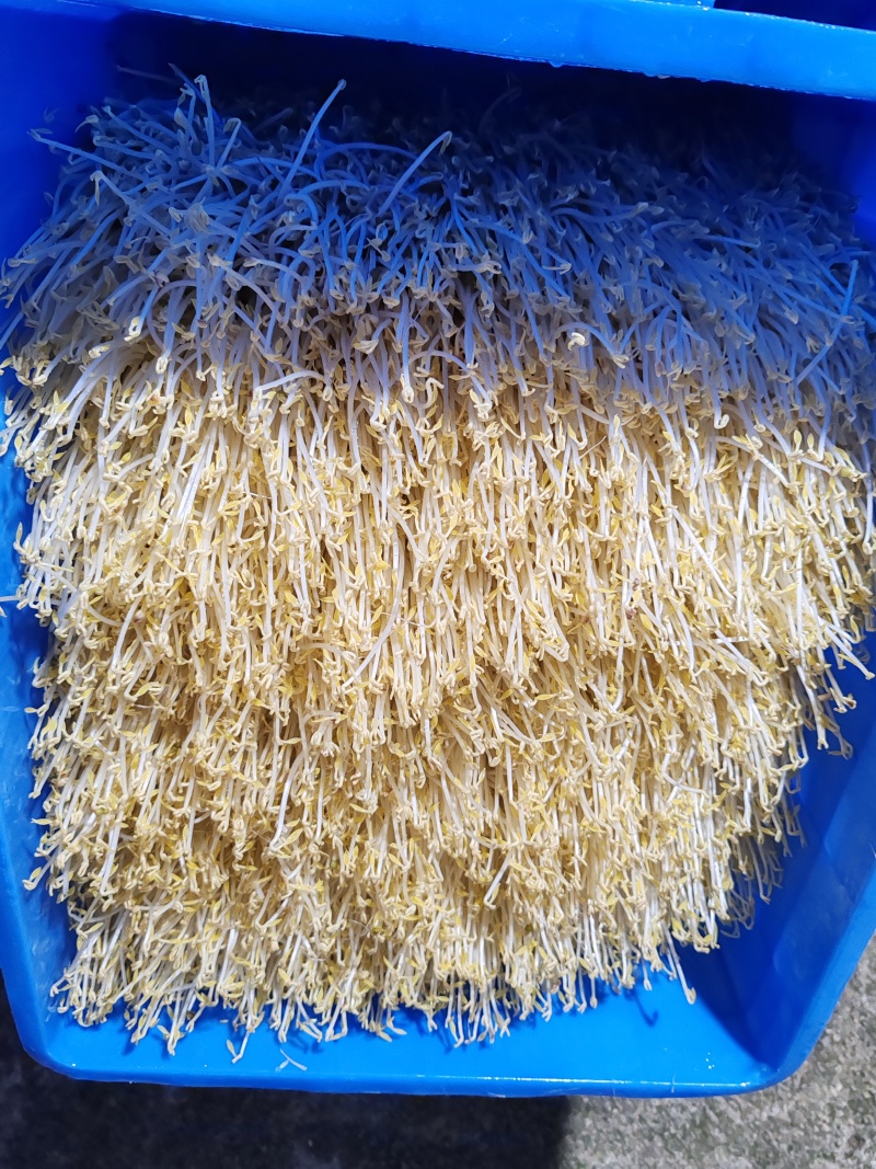 贵阳绿豆芽大量现货厂家直发量大从优欢迎订购