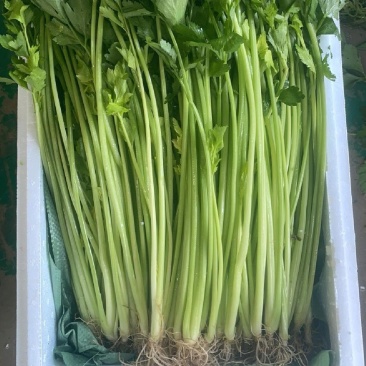 精品芹菜，打箱，散装，