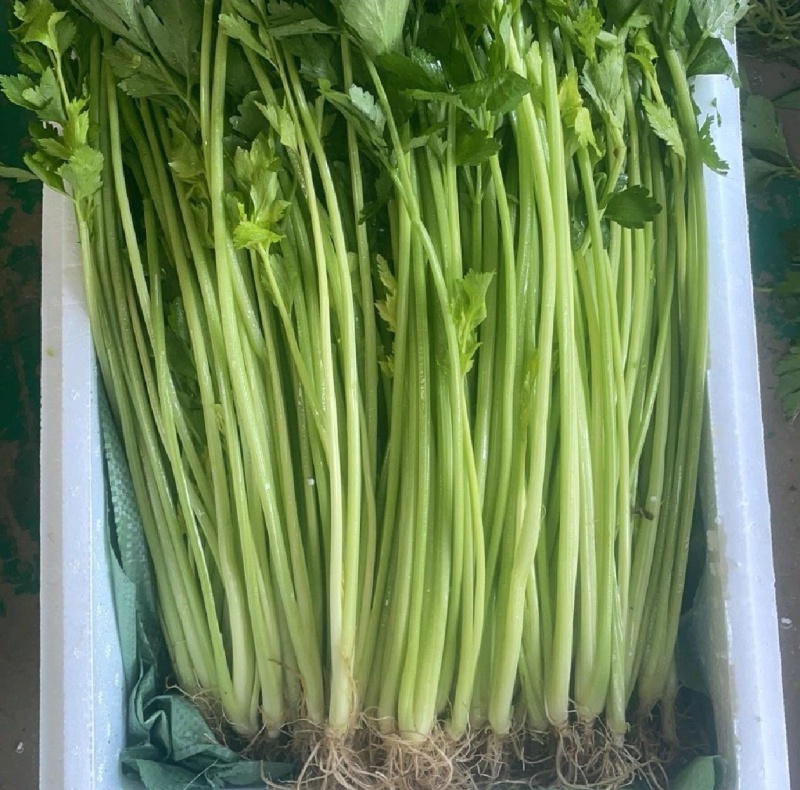 精品芹菜，打箱，散装，