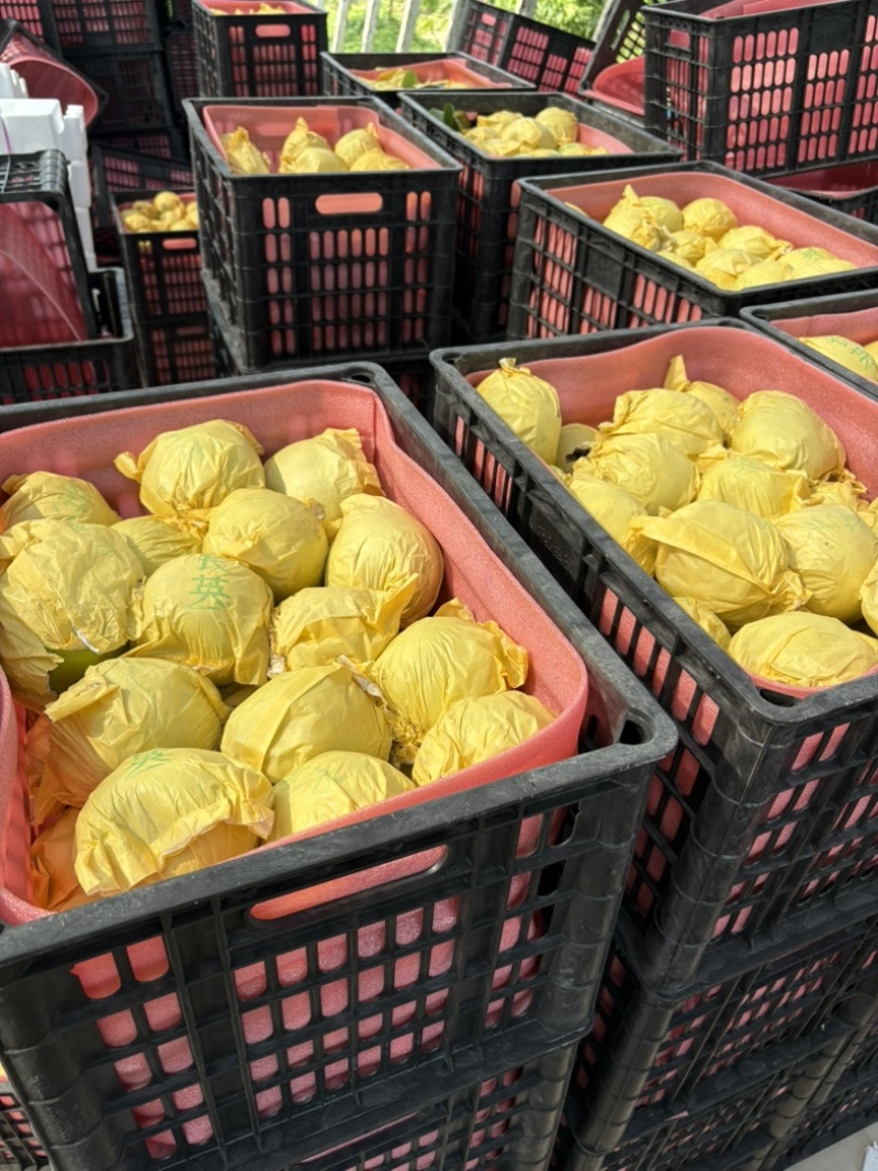 砀山青梨翠冠梨黄冠梨秋月梨砀山酥梨