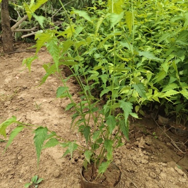 棣棠营养杯苗高50厘米冠福28厘米杯子13/15