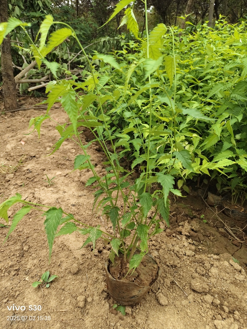 棣棠营养杯苗高50厘米冠福28厘米杯子13/15