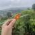 芒果干