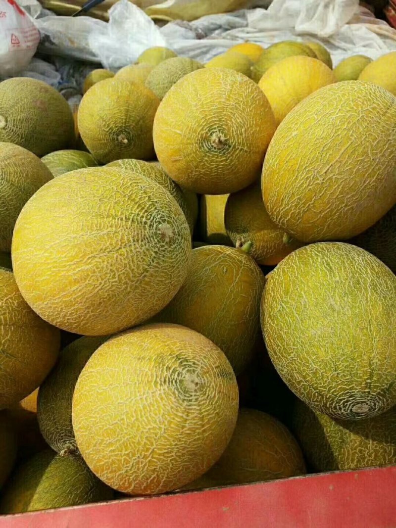 哈密瓜，宁夏产区直供