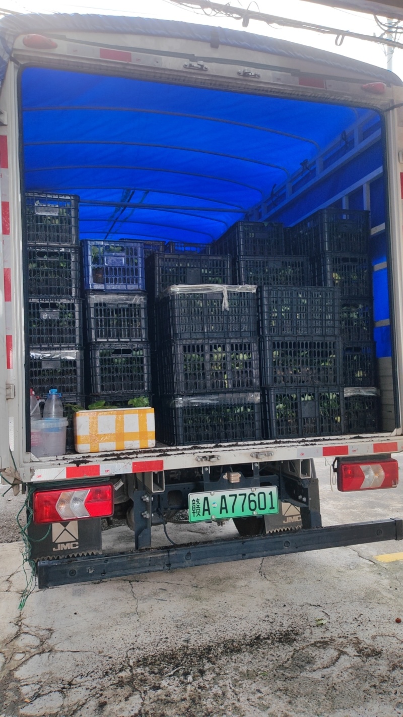 通草苗大户5000株起贵州大通草杯苗通草苗大通草