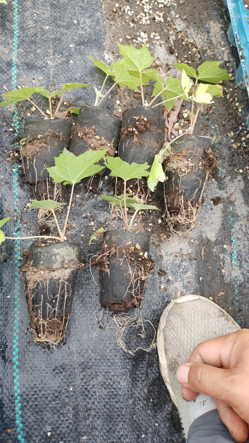 通草苗大户5000株起贵州大通草杯苗通草苗大通草