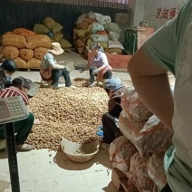 硬币30g以下马尔科小土豆