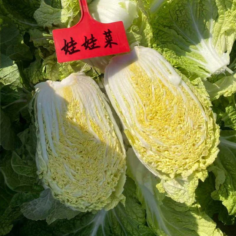 皇后娃娃菜种子早熟杂交黄心娃娃菜种子