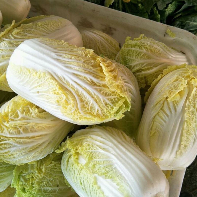 皇后娃娃菜种子早熟杂交黄心娃娃菜种子