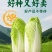 皇后娃娃菜种子早熟杂交黄心娃娃菜种子