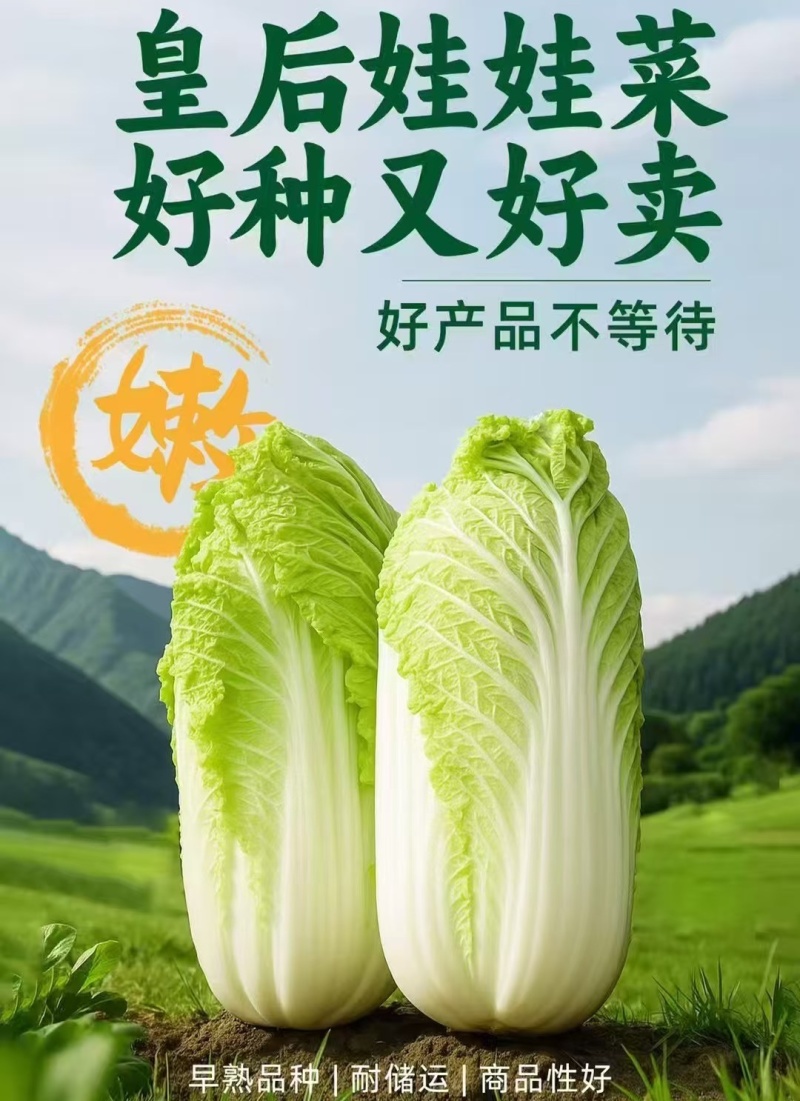 皇后娃娃菜种子早熟杂交黄心娃娃菜种子