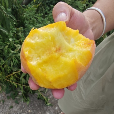 黄金蜜桃4号贵州关岭黄桃
