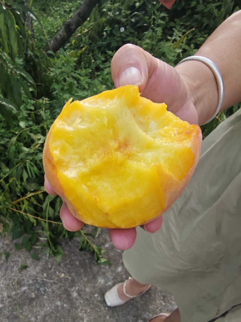 黄金蜜桃4号贵州关岭黄桃