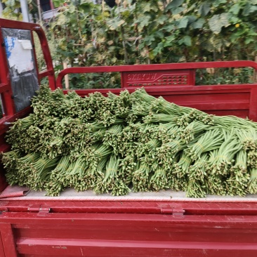 长豆角大量上市