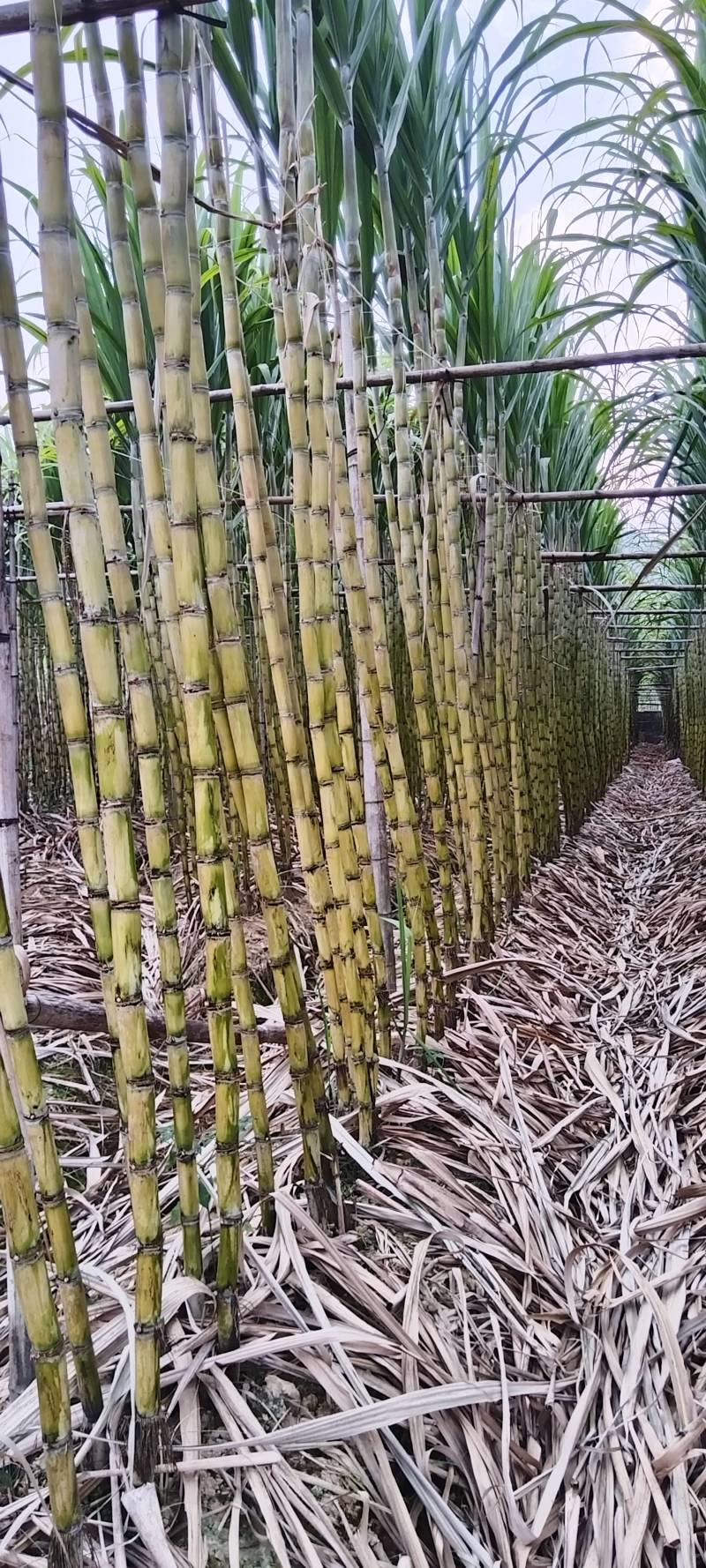 广东黄皮甘蔗质量保证