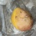 鸡宝