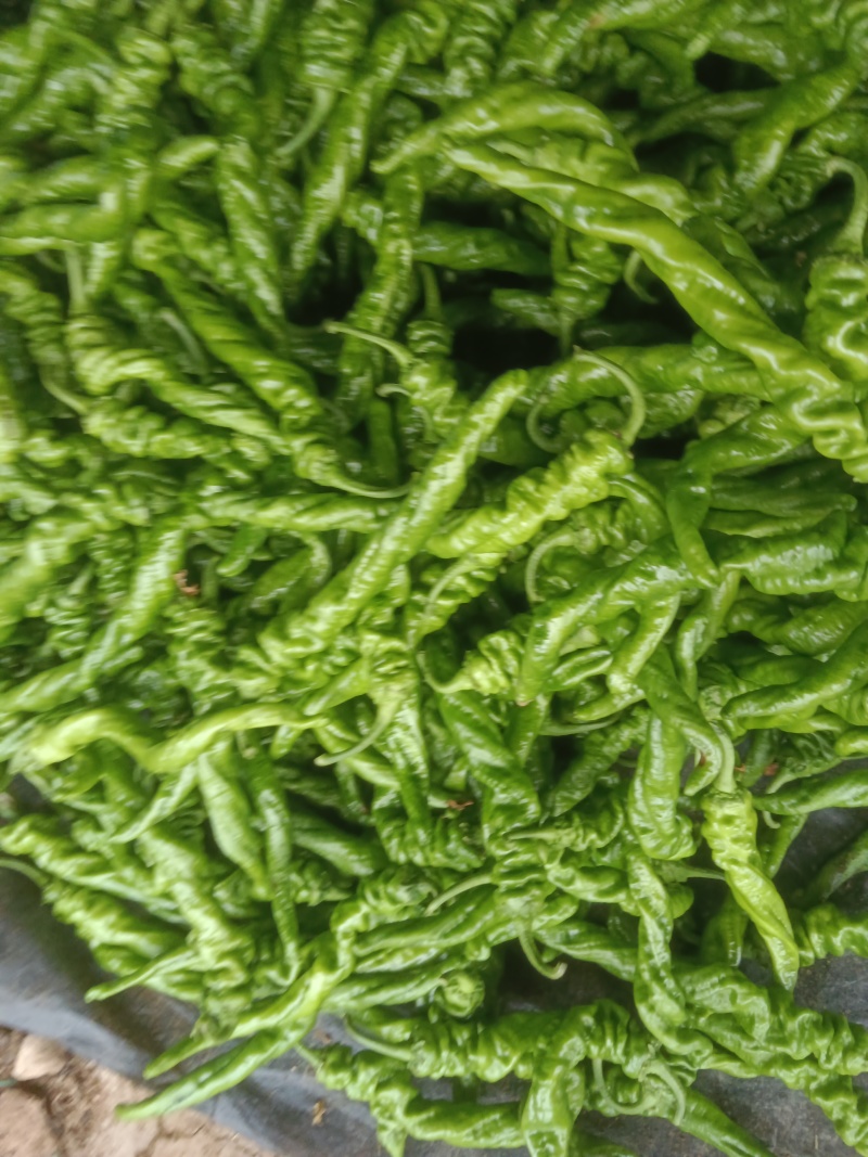 大棚货