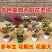 新品种蓝色太阳花老桩重瓣老桩苗庭院阳台盆栽地栽户外重瓣苗